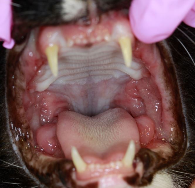 Photograph of cat with Gingivitis-Stomatitis Complex 